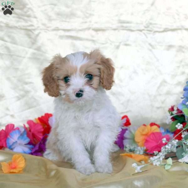 Snickers, Cavalier King Charles Mix Puppy