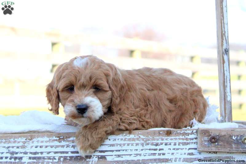 Snowball - Mini Goldendoodle Puppy For Sale in Pennsylvania