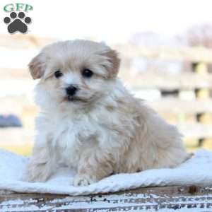 Maltipoo 2024 greenfield puppies