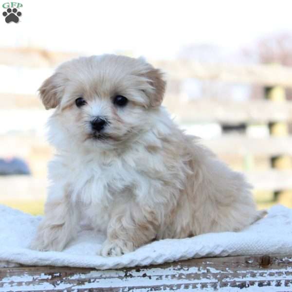 Sofia, Maltipoo Puppy
