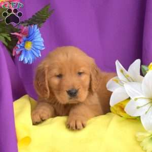Sonny, Golden Retriever Puppy