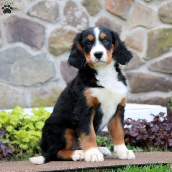 Sonny, Miniature Bernese Mountain Dog Puppy