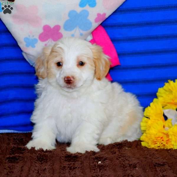 Sonny, Maltipoo Puppy