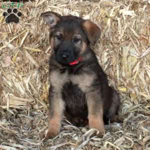 Sonya, German Shepherd Puppy