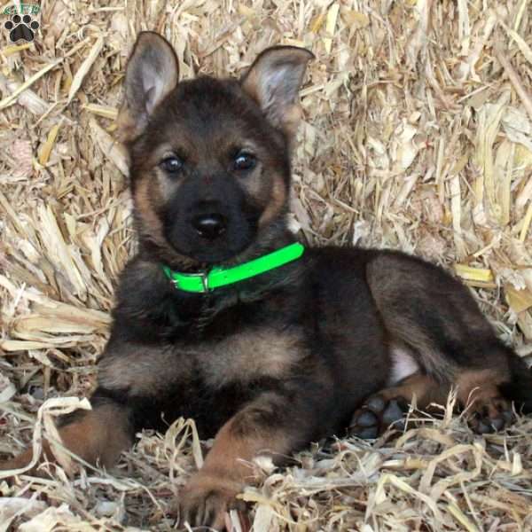 Sophia, German Shepherd Puppy