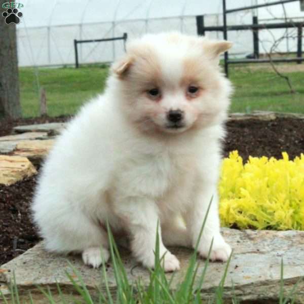 Soto, Pomeranian Puppy