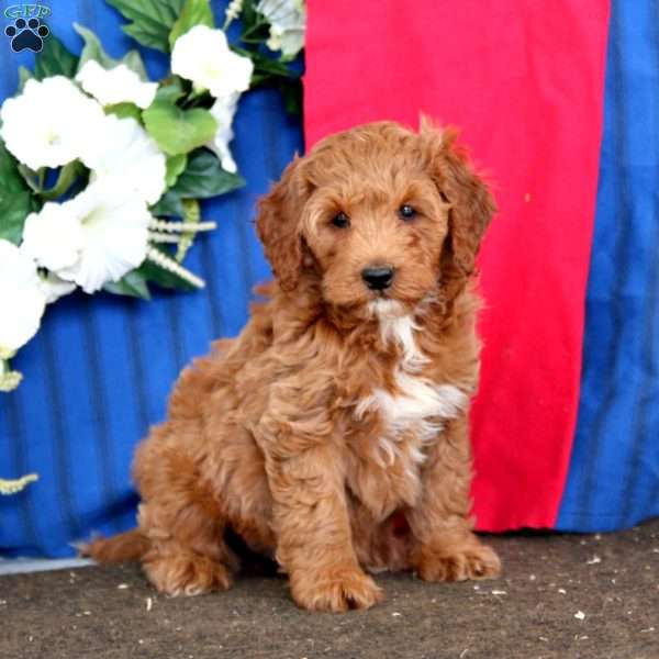 Spiffy, Mini Goldendoodle Puppy