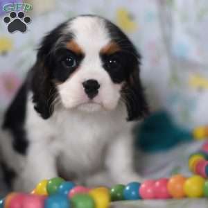 Star, Cavalier King Charles Spaniel Puppy