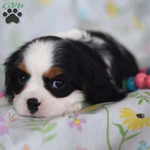 Star, Cavalier King Charles Spaniel Puppy
