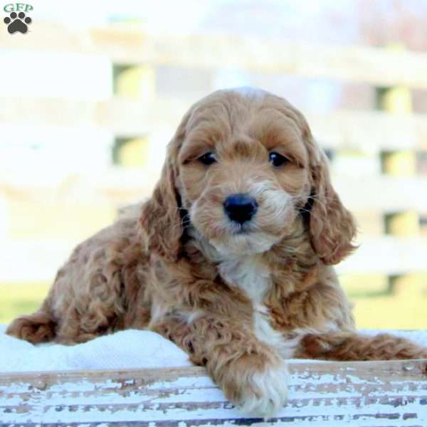 Starlight, Mini Goldendoodle Puppy