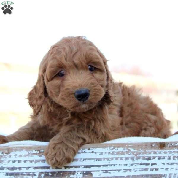 Stormy, Mini Goldendoodle Puppy