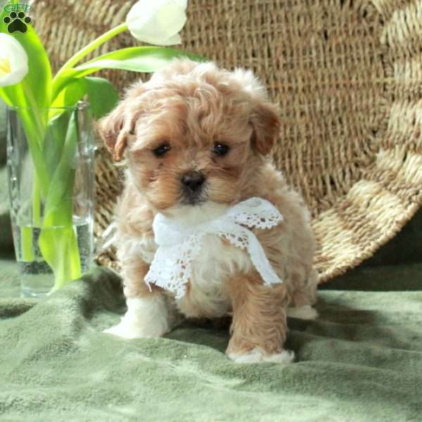 Sue, Teddy Bear Puppy