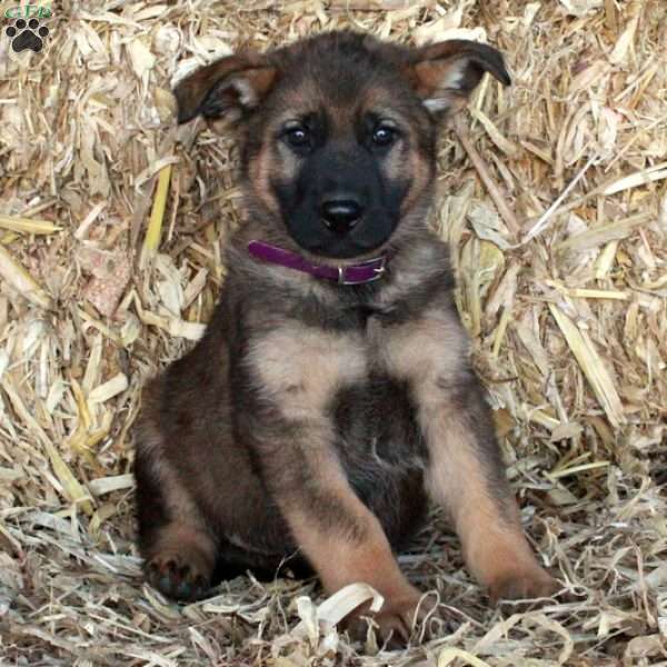 Sutter, German Shepherd Puppy