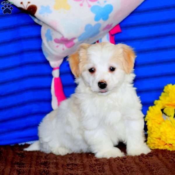 Sweets, Maltipoo Puppy