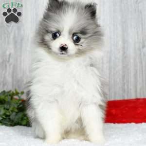 Talia, Pomeranian Puppy