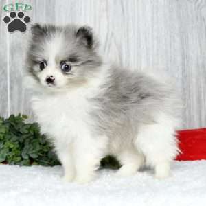 Talia, Pomeranian Puppy
