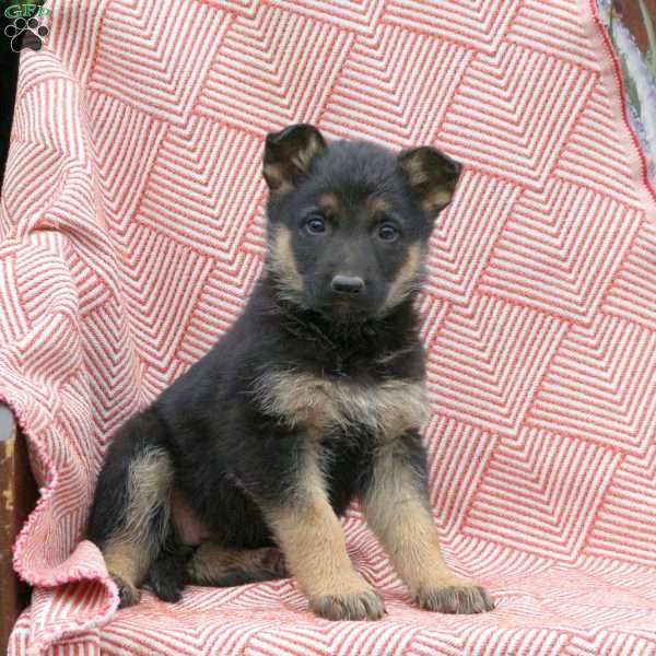 Tango, German Shepherd Puppy
