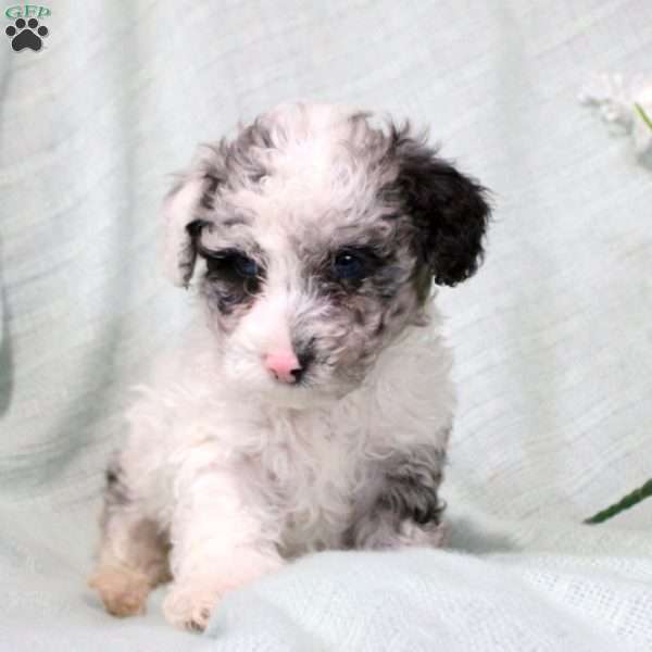 Tanner, Toy Poodle Puppy
