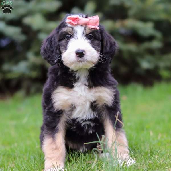Tawnie, Bernedoodle Puppy