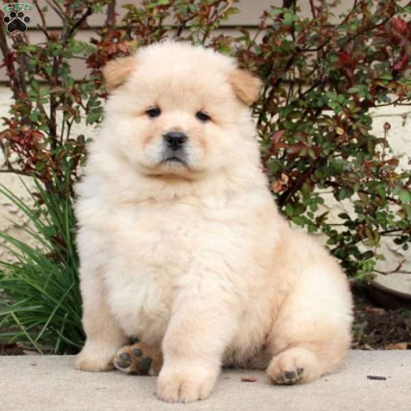 Teddy, Chow Chow Puppy