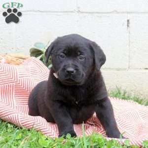 Long haired outlet labrador for sale