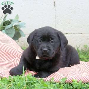 Tera, Black Labrador Retriever Puppy