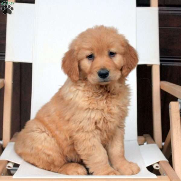 Tessa, Golden Retriever Puppy