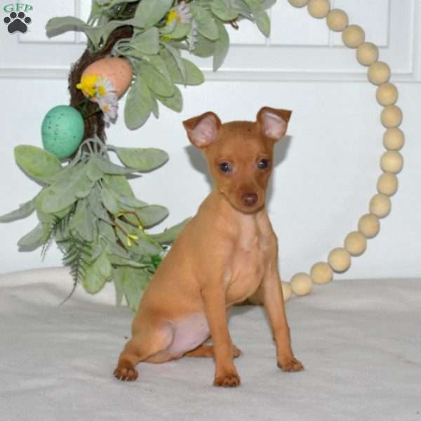 Tex, Miniature Pinscher Puppy