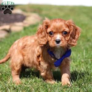 Theo, Cavalier King Charles Spaniel Puppy