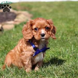 Theo, Cavalier King Charles Spaniel Puppy