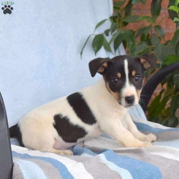 Thomas, Jack Russell Terrier Puppy