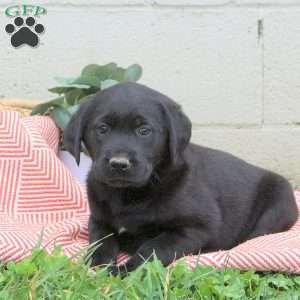 Tiff, Black Labrador Retriever Puppy