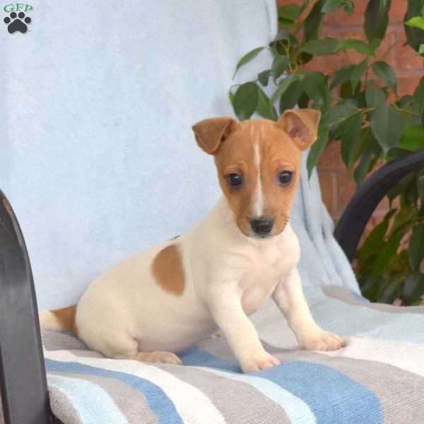 Tiger, Jack Russell Terrier Puppy