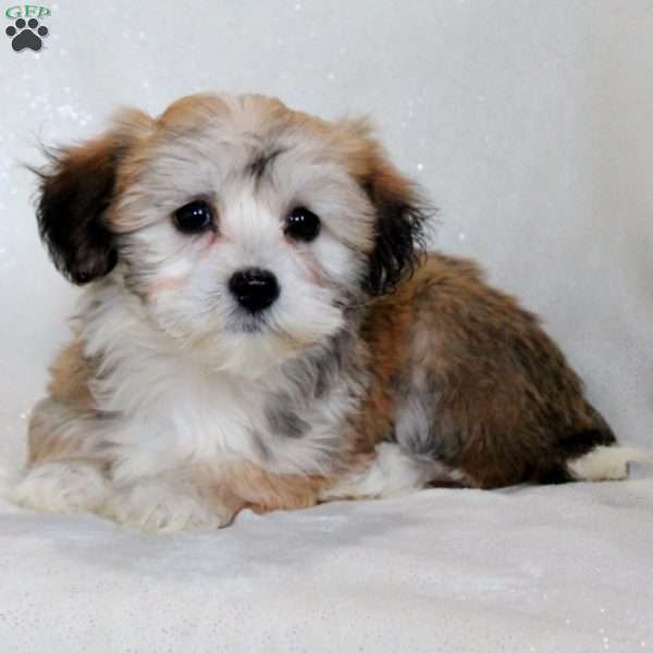 Tilly, Havachon Puppy