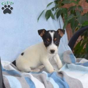 Timothy, Jack Russell Terrier Puppy