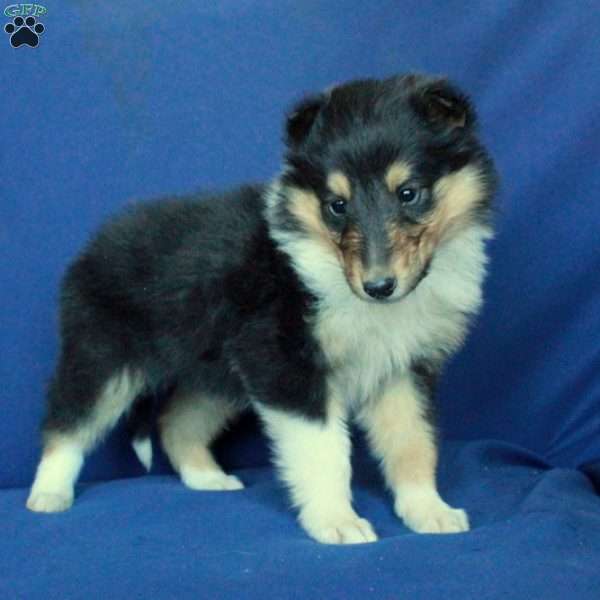 Tiny, Collie Puppy