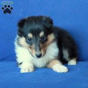 Tiny, Collie Puppy