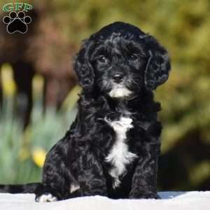 Black and white cavapoo puppies best sale for sale