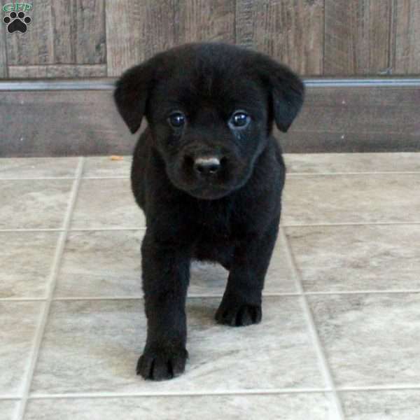 Titan, Black Labrador Retriever Puppy