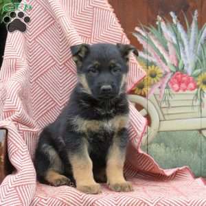Titan, German Shepherd Puppy