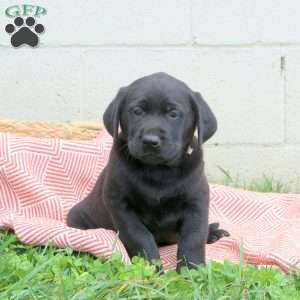 Titus, Black Labrador Retriever Puppy