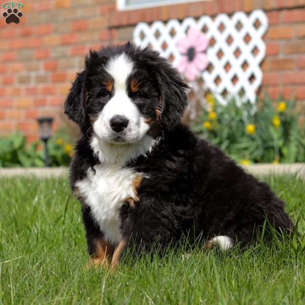 Toby, Bernese Mountain Dog Puppy
