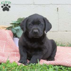 Toby, Black Labrador Retriever Puppy