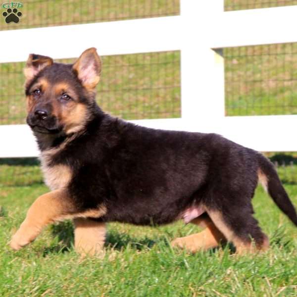 Toby, German Shepherd Puppy