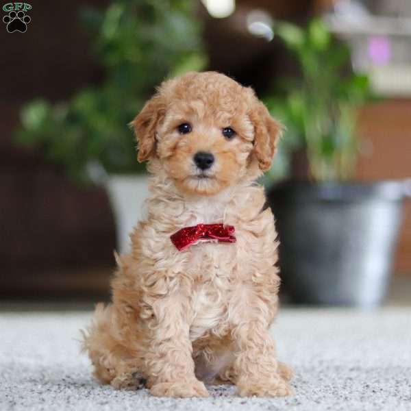 Toby, Cavapoo Puppy