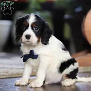 Tony, Cavalier King Charles Spaniel Puppy
