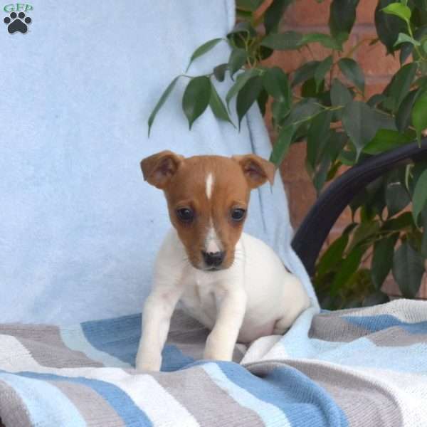 Tony, Jack Russell Terrier Puppy