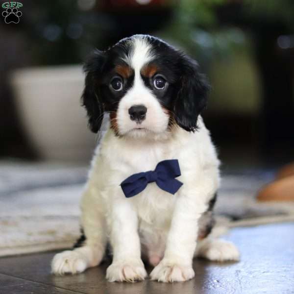 Tony, Cavalier King Charles Spaniel Puppy