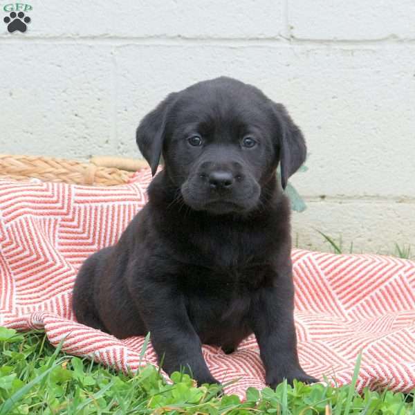 Tornado, Black Labrador Retriever Puppy