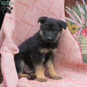 Treager, German Shepherd Puppy